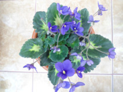 Violete 09 - violete 2012