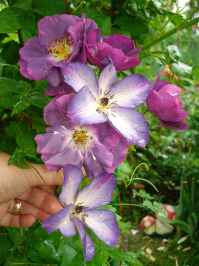 C. viticella "Venosa Violacea" impreuna cu "Rhapsody in Blue" - Clematis 2012