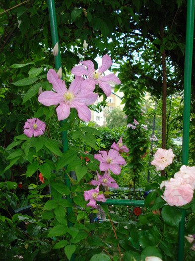 "Comtesse de Bouchaud" - Clematis 2012