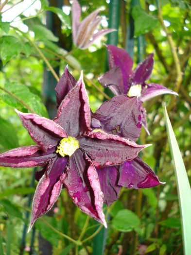 "Warsawska Nike" - Clematis 2012
