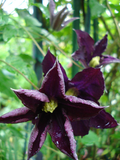 DSC03357 - Clematis 2012