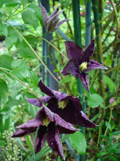 DSC03362 - Clematis 2012