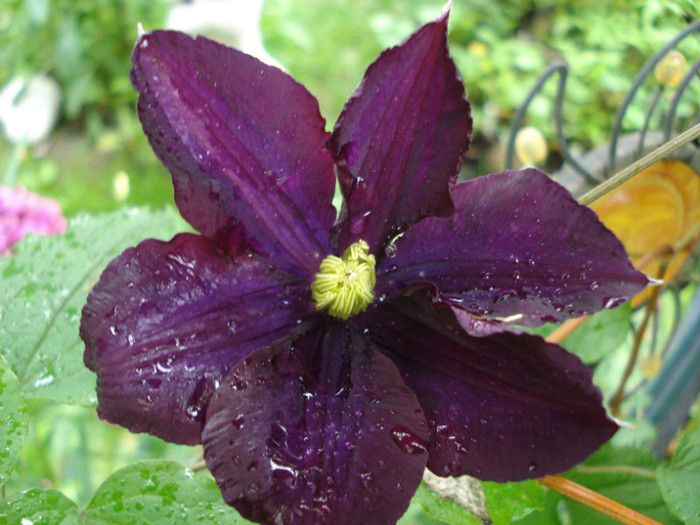 DSC03363 - Clematis 2012