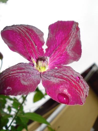DSC03383 - Clematis 2012