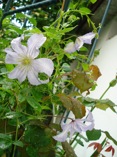 C. viticella "Prince Charles" - Clematis 2012