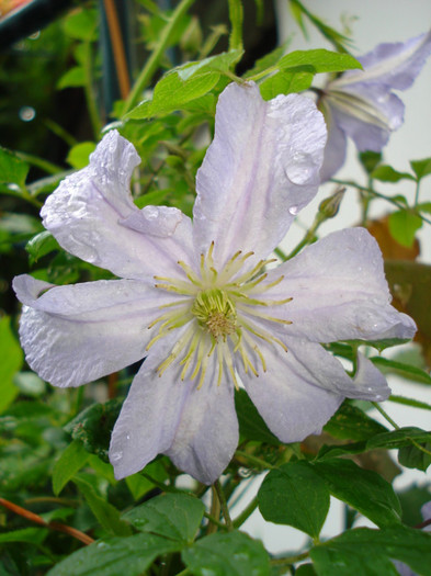 DSC03390 - Clematis 2012