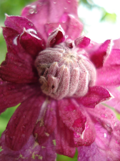 DSC03438 - Clematis 2012