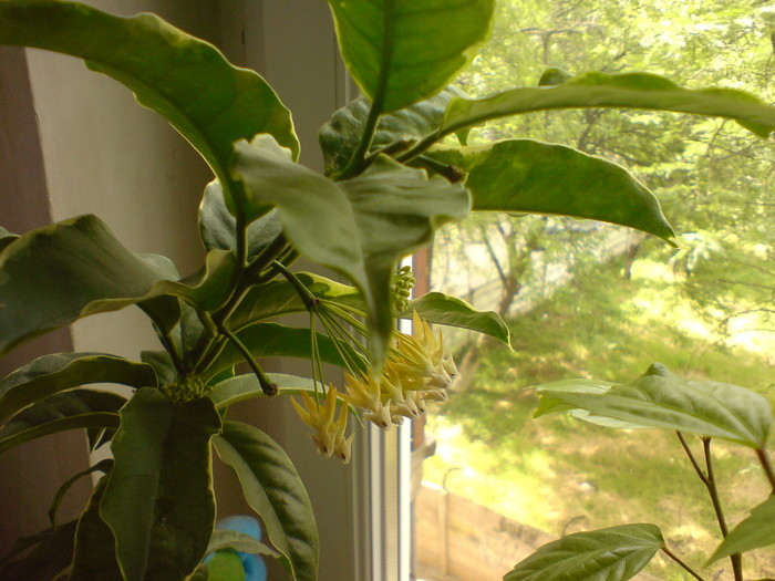 Hoya multiflora variegata - 2012