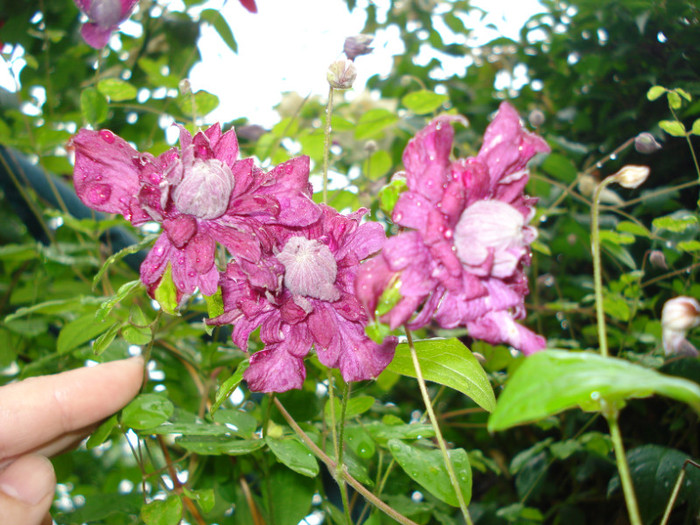 DSC03450 - Clematis 2012