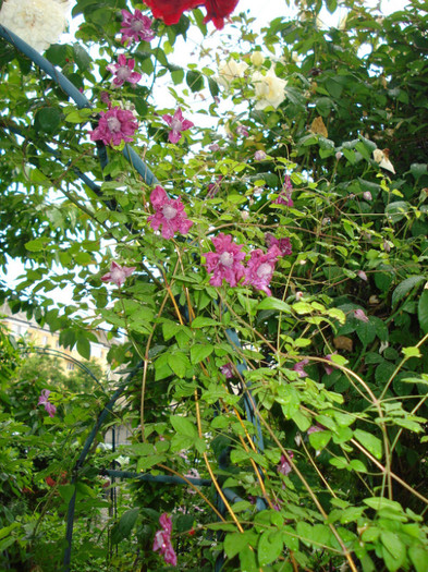 DSC03453 - Clematis 2012