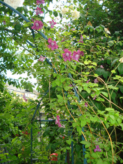 DSC03452 - Clematis 2012
