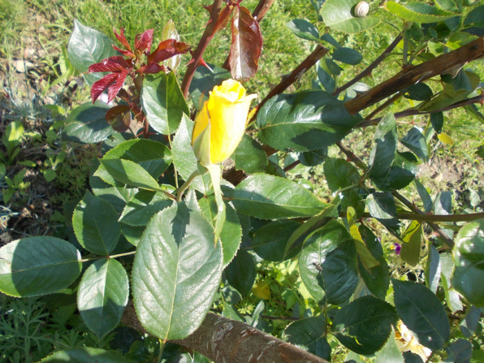 DSCN4187
