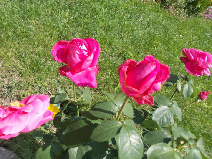 DSCN4189