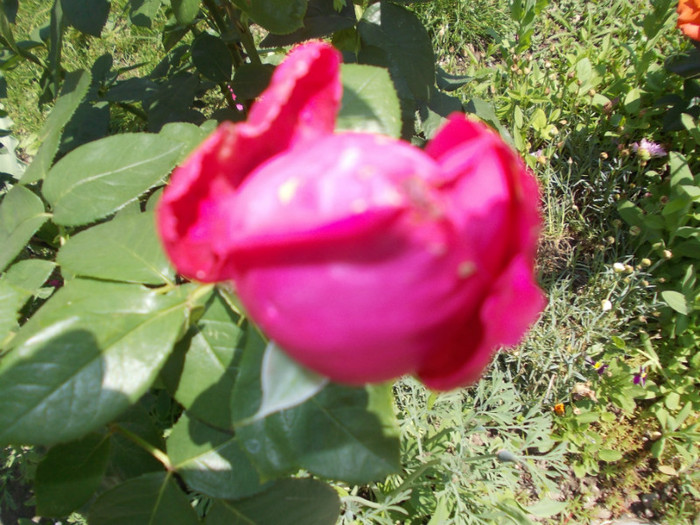 DSCN4191 - trandafiri 2012