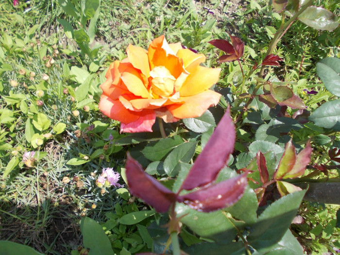 DSCN4193 - trandafiri 2012