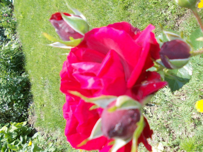 DSCN4197 - trandafiri 2012