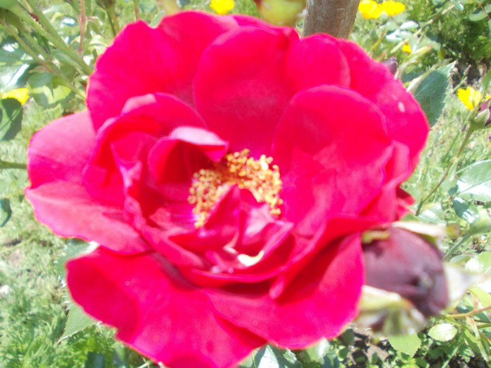 DSCN4198 - trandafiri 2012