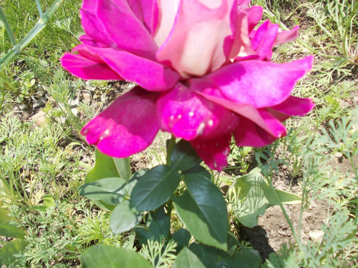 DSCN4201 - trandafiri 2012