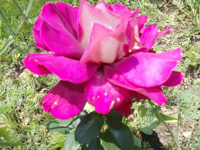 DSCN4202 - trandafiri 2012