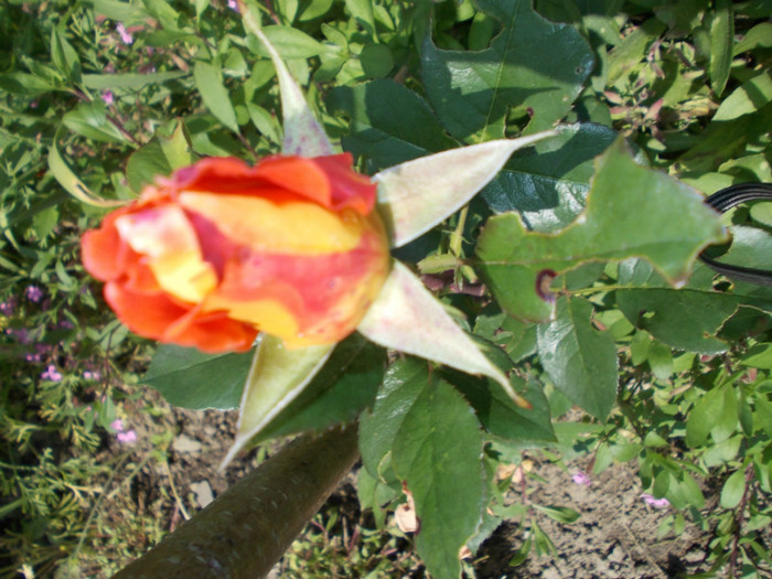 DSCN4211 - trandafiri 2012