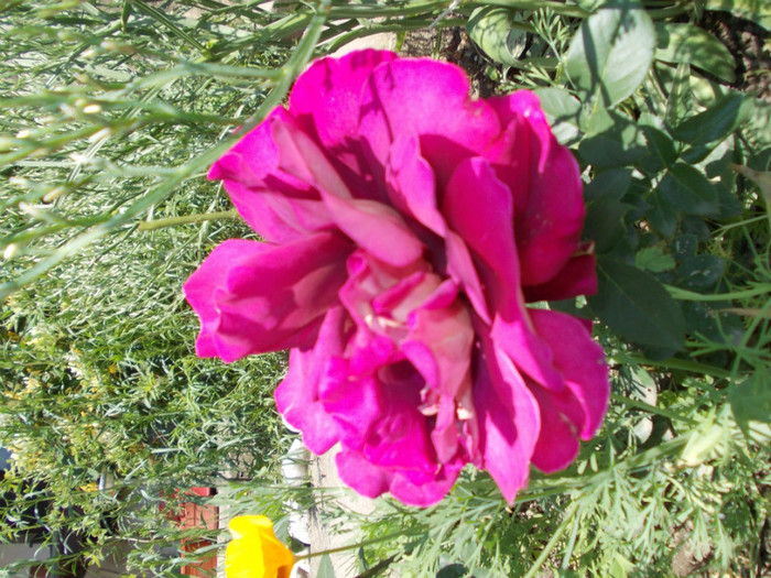 DSCN4234