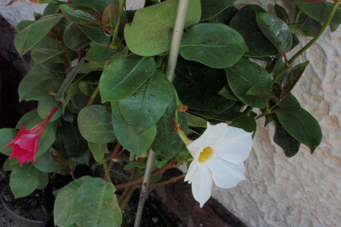 dipladenia alb si roz - flori frumoase