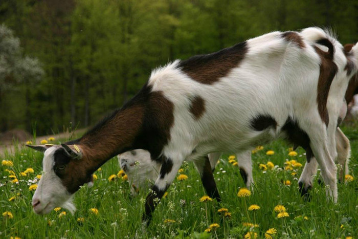 Steirische scheken capre