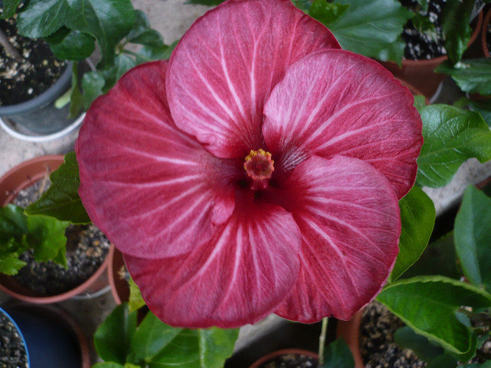 P1140439