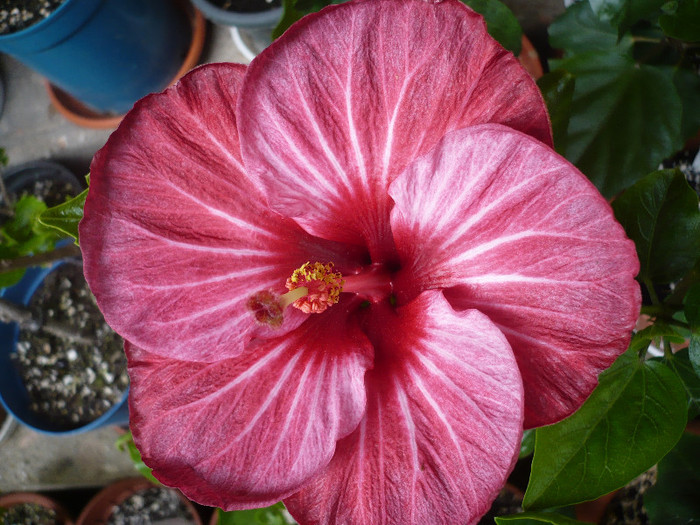 P1140441