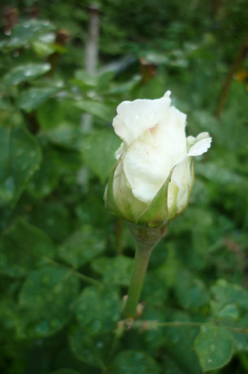 Limelyght ar trebui sa fie - Rosa - Hibi - trandafir