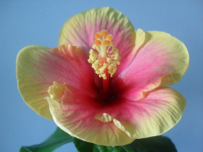 SDC17909 - HIBISCUS 2012