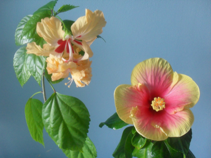 SDC17906 - HIBISCUS 2012