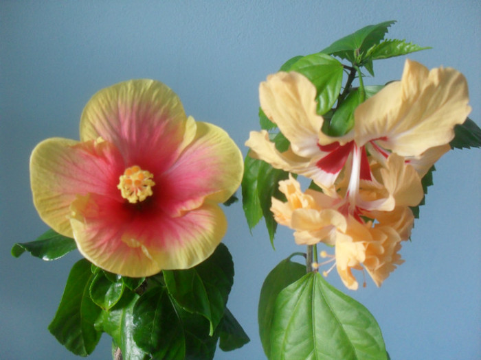 SDC17912 - HIBISCUS 2012