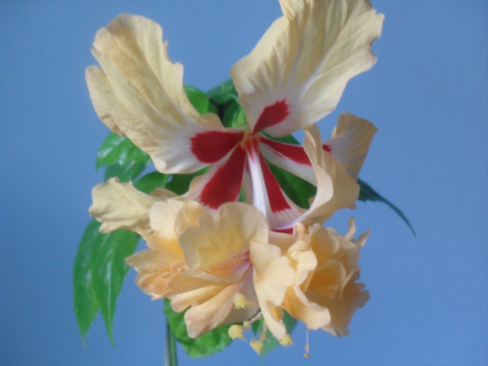 SDC17918 - HIBISCUS 2012