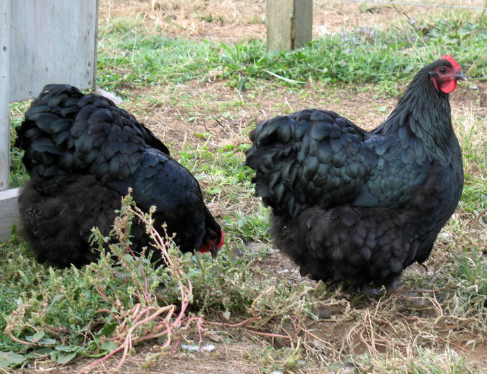 WS Black Beauties - Orpington Pullets !! - Orpington