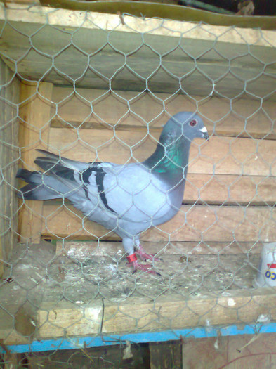 Fotografie1143 - porumbei mei voiajori