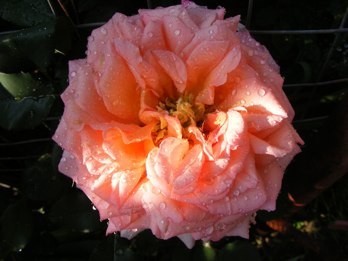 Albrecht Durer - Trandafiri 2012