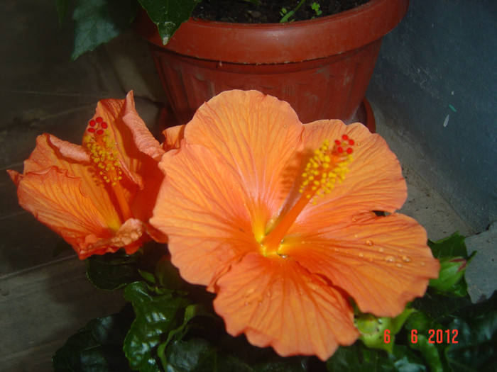 poze 828 - 09-2012-HIBISCUS