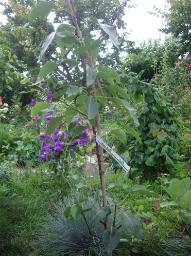 par columnar Saphira