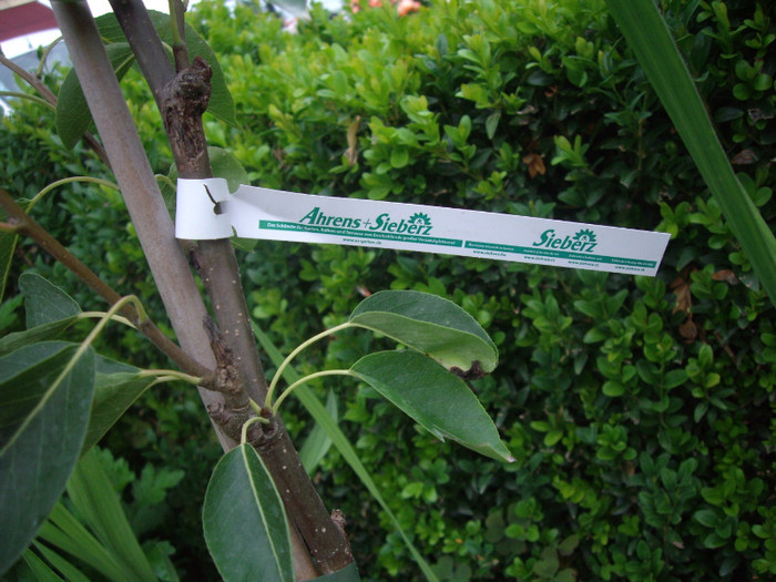 par japonez col.Prosecco