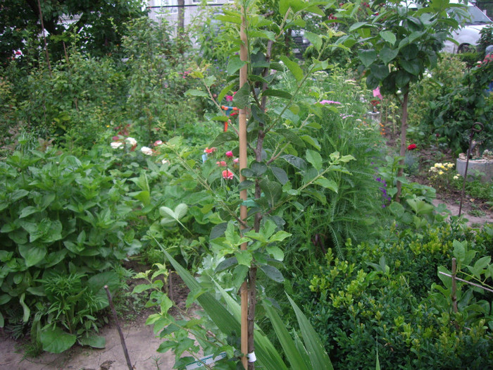 prun columnar Imperial