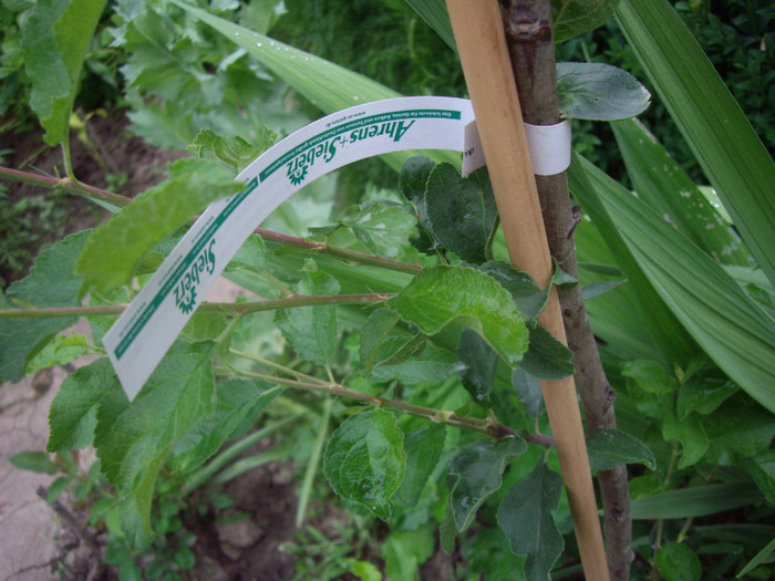 prun columnar Imperial