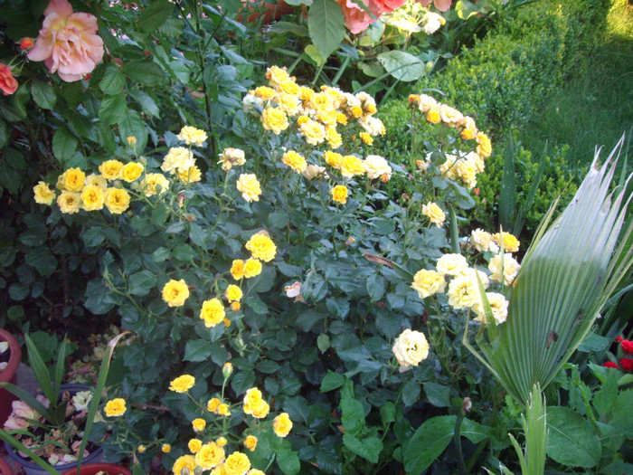 miniaturi - trandafiri