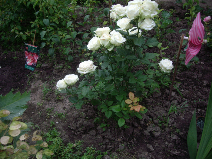 IMGP2985 - trandafiri