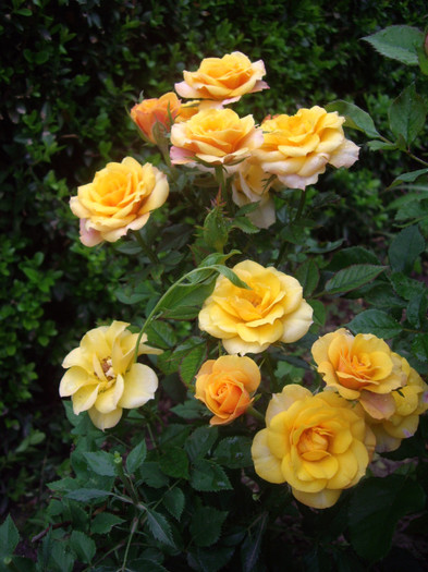 IMGP3024 - trandafiri