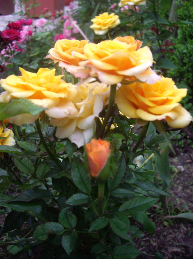 IMGP3027 - trandafiri