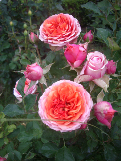 IMGP3029 - trandafiri