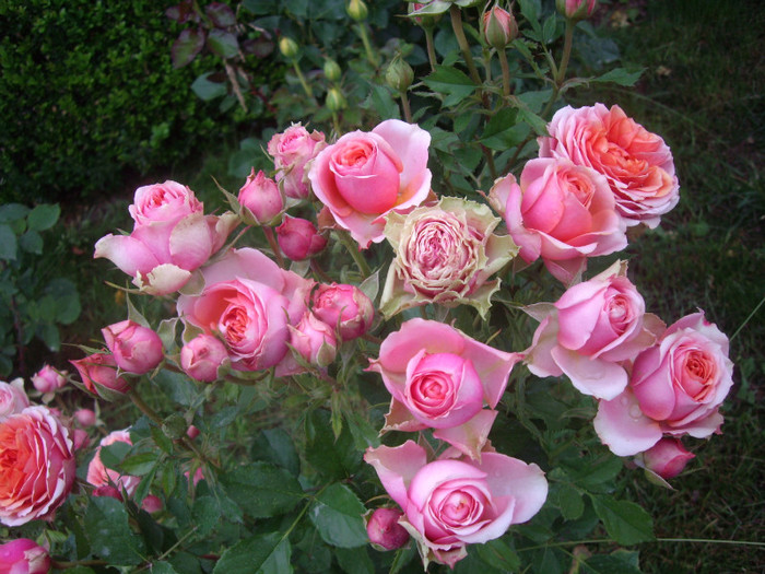 IMGP3030 - trandafiri