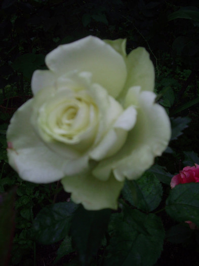 IMGP3031 - trandafiri