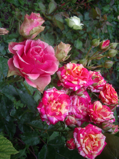 IMGP3032 - trandafiri